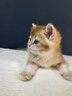 祥彥方依金漸層幼貓活體純種包子臉英短寵物貓咪藍金紫金曼基康矮腳貓幼崽 血統級 金漸層12色 曬單實(shí)拍圖