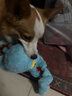 QMONSTER狗狗玩具耐咬 磨牙玩具解悶神器大型犬柯基金毛幼犬玩具 【大章魚藍(lán)色】 曬單實拍圖