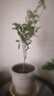 臨雅四季桂花盆栽樹苗濃香型新中式盆景矮樁綠植桌面辦公室內(nèi)盆栽植物 四季桂花約50cm-不含盆 曬單實(shí)拍圖