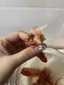 昕品方紅魔蝦鮮活超大刺身甜蝦 水產(chǎn)非西班牙進(jìn)口海鰲蝦牡丹蝦 500g 0g(凈重)  13-14cm[20-30只新貨紅魔蝦] 曬單實(shí)拍圖