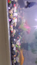 奈寵水草泥魚缸專用生態(tài)水草泥底砂造景沙凈水免洗水藻泥種植營養(yǎng)土泥 水草泥2斤+水草種子（隨機(jī)） 曬單實(shí)拍圖