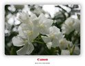 佳能 Canon 700D 650D 600D 550D 800D入門級高清旅游數(shù)碼二手單反相機 400D+18-55mm【套機】 9新 曬單實拍圖