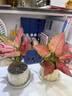 墨一綠植盆栽客廳室內(nèi)桌面花卉植物 吉利紅+奶油色棒棒花盆 源頭直發(fā) 曬單實拍圖