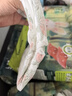 希望寶寶靈動(dòng)酷玩紙尿褲L碼80片超薄透氣尿褲嬰兒干爽尿不濕 曬單實(shí)拍圖