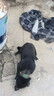 魯希德狗繩狗牽引繩遛狗狗鏈狗項(xiàng)圈金屬防咬狗鏈防爆沖中型犬2米長(zhǎng)L碼 曬單實(shí)拍圖