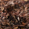 八馬茶業(yè)老白茶 福鼎白茶2015年白牡丹300g 餅茶禮盒裝 茶葉送禮 曬單實(shí)拍圖