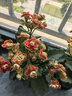 臨雅長(cháng)壽花盆栽四季開(kāi)花重瓣變色龍大花帶花苞花苗室內易活花卉綠植物 【金狐貍】長(cháng)壽花-帶花發(fā)貨 曬單實(shí)拍圖