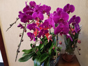 仙植緣【2小時(shí)達(dá)】蝴蝶蘭盆栽蘭花帶花苞雙花劍真年宵花卉開(kāi)業(yè)喬遷送禮 8支|大辣椒蝴蝶蘭|紅盆 可提前拍照 送貨上門(mén) 曬單實(shí)拍圖