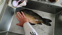賈東普賈東普賈東普沒食找食摳坑回鍋魚鯉魚鯽魚餌料添加劑 沒食找食【摳坑回鍋魚】 曬單實(shí)拍圖