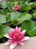 京悠雨德國睡蓮水培植物帶花苞四季開(kāi)花荷花大根塊水蓮花盆栽水池塘觀(guān)賞 精品大睡蓮(烈焰帶芽)4棵 不含盆 曬單實(shí)拍圖