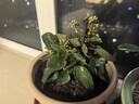若綠新品長(cháng)壽花盆栽帶花苞重瓣大花植物室內年宵花卉綠植源頭直發(fā)包郵 紅色【帶花苞】 原盆原土 曬單實(shí)拍圖