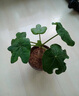 創(chuàng)京鑫選德國品質(zhì)佛肚海棠盆栽老樁多肉植物辦公室內(nèi)綠植桌面花不支持退換 佛肚海棠老樁+豎紋盆 老樁經(jīng)常 曬單實拍圖