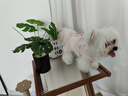 嬉皮狗（hipidog）寵物春夏季狗狗中小型犬簡約時尚布標(biāo)可裁剪款包肚衣貓咪四腳衣服 奧麗粉 S （建議體重3-5斤） 曬單實拍圖
