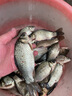 猛攻狂刃輕量小綜合釣魚(yú)竿手竿野釣臺釣竿手桿超輕硬翹嘴鯽鯉魚(yú)竿5.4m 曬單實(shí)拍圖