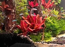 捷寶Jebao捷寶dmp魚(yú)缸造浪泵缸外供電海缸智能沖浪泵底吹環(huán)流變頻藍牙 【W(wǎng)IFI+藍牙】8W 適合50CM以下魚(yú)缸 曬單實(shí)拍圖