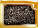 滬上花匠兒童種植小盆栽小花農(nóng)番茄菜種子幼兒園學(xué)生觀察植物草莓花種籽子 含羞草-種植套裝+送種植本 曬單實(shí)拍圖