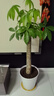 臨雅發(fā)財樹盆栽室內(nèi)客廳大型綠植辦公室喬遷 1.2-1.3m螺紋盆源頭直發(fā) 曬單實拍圖