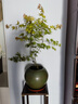 綠絲絳流泉楓樹(shù)日本紅楓樹(shù)苗盆栽地栽庭院室內四季常青耐寒植物老樁盆景 【順水】流泉楓60-70厘米原土1棵 曬單實(shí)拍圖
