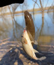 民間藝人磨砂漂身魚(yú)漂野釣輕口鯽魚(yú)鯉魚(yú)浮漂高靈敏醒目加粗鰱鳙大物漂 MX01漂長(cháng)34.2CM吃鉛1.20克 曬單實(shí)拍圖