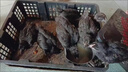 半斤純種黑斗雞脫溫雞農家散養一斤正宗柴雞土母雞活體雞五黑雞苗 純種黑斗雞 每只0.8-1斤4只（公母備注） 曬單實(shí)拍圖