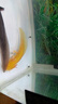 噢水噢六角恐龍魚淡水魚冷水魚活體觀賞魚辦公室飼養(yǎng)魚娃娃魚龍魚陸 白龍+黃龍+黑龍（共3條） 8-10厘米 曬單實拍圖