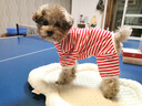 MOEPIE狗狗四腳衣泰迪比熊雪耐瑞小型犬衣服秋冬打底純棉四腳家居服 紅色 XL（背長(cháng)35cm，推薦9-13斤） 曬單實(shí)拍圖