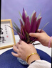 壹植紫露蘭盆栽無(wú)土水培植物高端花卉室內(nèi)花油畫(huà)婚禮吊蘭綠植四季好養(yǎng) 紫露蘭單發(fā)植物(不含花瓶)+營(yíng)養(yǎng)液 曬單實(shí)拍圖
