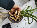 劉閣蘭花苗 建蘭矮種金邊藝蘭 金滿堂 夏帶花苞出售小巧桌面盆栽迷你盆景花卉 1盆5-7苗連體帶芽，簡易盆土發(fā)貨 曬單實拍圖