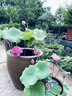 京悠雨德國碗蓮種子水培植物客廳室內好養荷花盆栽四季開(kāi)花睡蓮花苗濃香 精品睡蓮種子10顆已開(kāi)口【顏色隨機】 曬單實(shí)拍圖