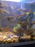 金利佳魚缸過濾循環(huán)水泵制氧一體機(jī)過濾器凈水增氧三合一安靜抽水潛水泵 多功能PB泵3.5W（帶吸盤）適用于30cm以下 曬單實(shí)拍圖