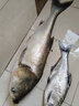 福翼鰱鳙大物浮漂近視醒目加粗高靈敏魚(yú)漂白鰱輕口遠投滑漂納米漂 04【鰱鳙深水款】吃鉛約6-8g 2號1支 曬單實(shí)拍圖