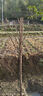 苗彩園藝 櫻花樹(shù)苗日本櫻花苗嫁接櫻花小苗工程綠化樹(shù)苗庭院觀(guān)賞花苗櫻花苗行道樹(shù)苗木風(fēng)景樹(shù)當年開(kāi)花 國紅櫻 3公分粗【帶分枝發(fā)】 曬單實(shí)拍圖