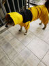 SLPC狗狗沖鋒衣四腳全包狗衣服防水防風(fēng)金毛柴犬中大型犬寵物雨衣服 黃色 4XL（適合約26到31斤狗狗） 曬單實(shí)拍圖