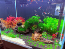 尼特利 NETLEA植物營(yíng)養液魚(yú)缸水草液肥微量元素鉀肥鐵肥綜合基肥水族草缸造景用 紅草型 曬單實(shí)拍圖