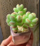 MPPMCK熊掌多肉植物熊童子【錦】網(wǎng)紅新款迷你小多肉陽臺桌面小盆栽室內(nèi) 高品質(zhì)綠熊-5葉永久綠色 不含盆 曬單實(shí)拍圖