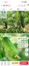 萌肉居水果黃瓜苗四季蔬菜水果苗秧苗種植果蔬苗水果黃瓜苗10棵源頭直發(fā) 曬單實(shí)拍圖