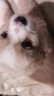 醫院同款獸藥認證新犬到家必測犬細小試紙犬瘟測試卡犬冠狀試紙寵物試紙測試卡 醫院同款【新犬到家必測組合】犬細小+犬瘟+犬冠狀 【獸藥認證專(zhuān)用犬試紙+贈送防菌手套】*3套 曬單實(shí)拍圖