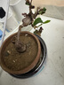 何首烏盆栽盆景老樁植物根球盆景爬藤植物中草藥植物盆栽盆景 何首烏（20年根球）圓形哥窯藍(lán)釉20-30cm高 曬單實(shí)拍圖