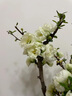 垂絲海棠花盆栽樹苗老樁四季開花卉植物室內(nèi)庭院陽(yáng)臺(tái)好養(yǎng)花卉 5年老樁垂絲海棠花+肥料 不含盆 曬單實(shí)拍圖