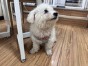 puppytie寵物用品狗狗牽引繩小型犬遛狗繩調(diào)節(jié)狗繩子泰迪可愛(ài)背心式胸背帶 烈日紅-套裝(胸背+牽引繩) S碼-建議8-16斤 曬單實(shí)拍圖