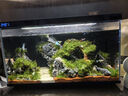 瘋狂水草（FKSC）莫斯水草活體植物魚(yú)缸造景底部前景套餐懶人陰性莫斯樹(shù)沉木水榕 大三角莫斯2片 曬單實(shí)拍圖