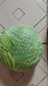 現(xiàn)摘現(xiàn)發(fā)卷心菜當季包菜包心菜農(nóng)家自種蔬菜蓮花白綠包菜新鮮整箱 帶箱5斤 曬單實拍圖