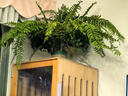 臨雅霸王蕨吊盆栽水培蕨類植物室內(nèi)綠植雨林壁掛造景長葉垂吊波士頓蕨 霸王蕨100-120厘米【掛鉤盆】 曬單實拍圖