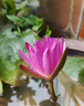 京悠雨德國睡蓮水培植物帶花苞四季開(kāi)花荷花大根塊水蓮花盆栽水池塘觀(guān)賞 精品大睡蓮(烈焰帶芽)4棵 不含盆 曬單實(shí)拍圖