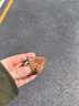 巴拉巴拉兒童帽子秋冬季男童女童可愛萌加厚保暖護耳帽舒適寶寶針織毛線帽 卡其50601 110cm（適用頭圍52-54cm3-6歲） 曬單實拍圖