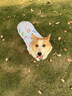 寵物狗狗衣服夏季薄款透氣背心柯基柴犬比熊小型犬中型犬春款服裝 淺藍(lán)兔子 2XL【建議17-21斤】 曬單實(shí)拍圖