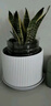 中夢(mèng)金邊虎皮蘭盆栽多肉水培植物綠植辦公室內花卉大全客廳虎尾蘭1 虎皮蘭50-60cm6顆螺紋盆 含盆 曬單實(shí)拍圖