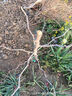 棗樹(shù)樹(shù)苗新品種特大冰糖脆棗苗耐寒耐旱當年結果南北方種植果樹(shù)苗 特大冰糖脆棗【標準585件】 6年精品苗【分叉樹(shù)形好】1顆 曬單實(shí)拍圖