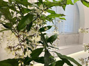 垂絲茉莉盆栽帶花苞辦公室內(nèi)桌面好養(yǎng)風(fēng)車茉莉陽臺花卉綠植物 2棵垂絲茉莉小苗15-20cm+加侖盆基地當(dāng)年開 含盆 曬單實拍圖