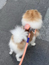 PUPPY GALLERY韓國進(jìn)口A(yíng)+狗狗胸背帶遛狗寵物狗狗牽引繩 小狗狗繩背心式小型犬 春日花海(隨單發(fā)放/顏色隨機) 2XS 胸圍29-36cm/體重1.9-3.9kg 曬單實(shí)拍圖